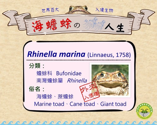 【教師研習】111 年海蟾蜍移除培訓課程 - 草屯中小學教師研習線上研習