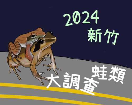 2024 新竹蛙類大調查如火如荼進行中!